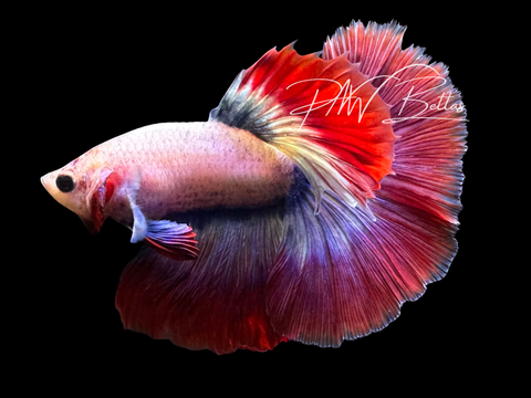 Mascot Halfmoon Male Betta | M3034