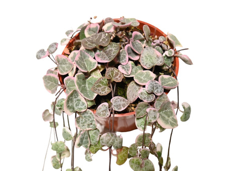 String of Hearts Variegated 4”