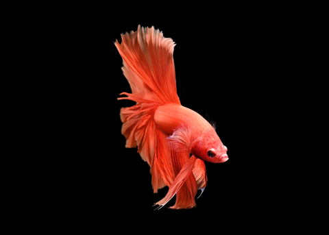 Super Orange Halfmoon Male Betta | 5266