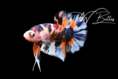 Candy HMPK Male Betta | 5151