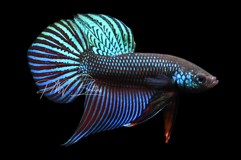 Smaragdina Betta | Wild Bettas