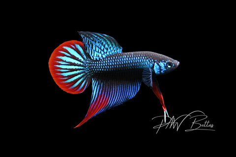 Imbellis Green Male | Franks Bettas Wild Type | FW105