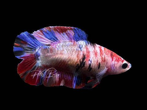 Koi DTPK Female Betta | F2823