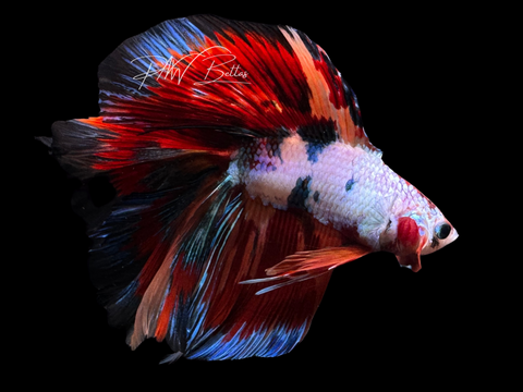 Marble DTHM Male Betta | M2457