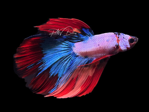 Fancy Koi Delta Male Betta | M3096