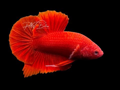 Super Red HMPK Male Betta | M2815