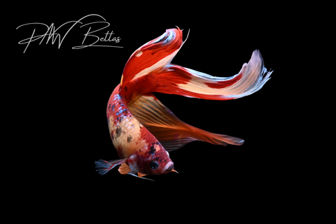 Nemo Veiltail Male Betta | M5049