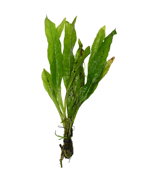 Java Fern | Microsorum pteropus
