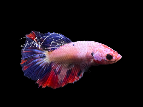 Fancy Koi Halfmoon Female Betta | F2302