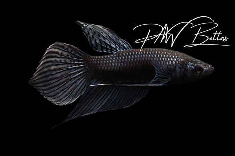 Copper Mahachai Male | Franks Bettas Wild Type | FW121