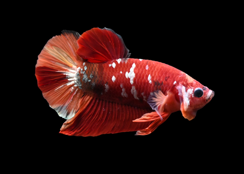 Nemo Galaxy HMPK Male Betta | 5257