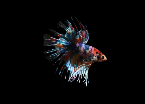 Candy Crowntail Male Betta | 5194