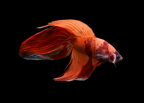 Nemo Veiltail Male Betta | 5178