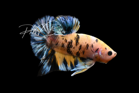 Yellow Koi HMPK Male Betta | M5009