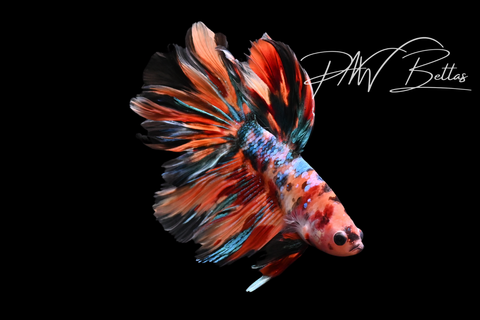 Koi Delta Galaxy Male Betta | M5109