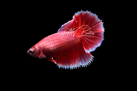 Salamander Halfmoon Female Betta | F4040