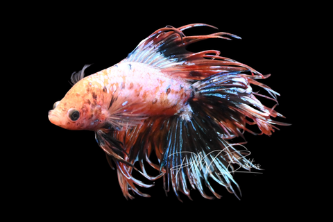 Orange Marble DTCT Male Betta | M2907