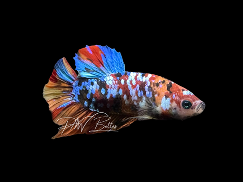 Galaxy HMPK Male Betta | M3067