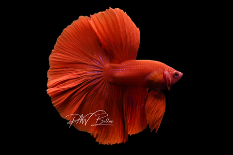 Super Red Halfmoon Male Betta | M5039