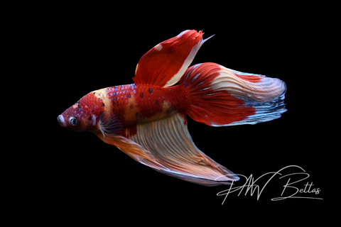 Nemo Veiltail Male Betta | M5049