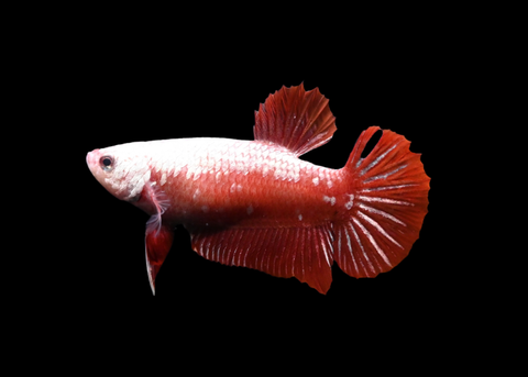Red Samurai HMPK Female Betta | 5277