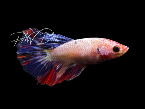 Fancy Koi Halfmoon Female Betta | F2302