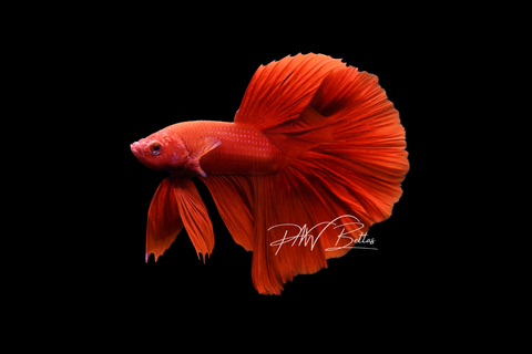Super Red Halfmoon Male Betta | M5039