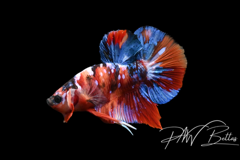 Koi HMPK Male Betta | 5141