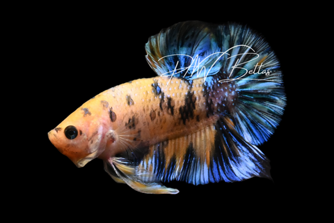 Yellow Koi HMPK Male Betta | M5009