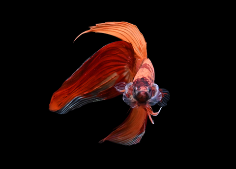 Nemo Veiltail Male Betta | 5178