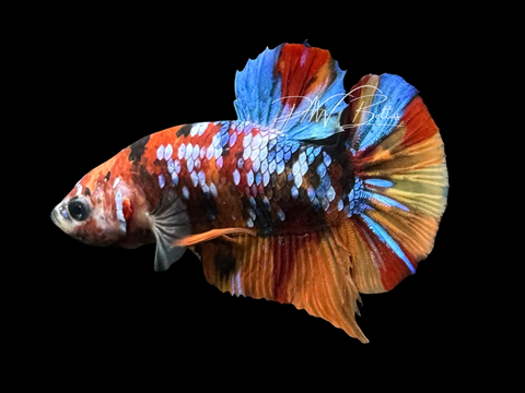 Galaxy HMPK Male Betta | M3067