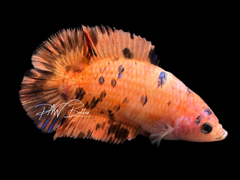 Tiger DTPK Female Betta | F4003