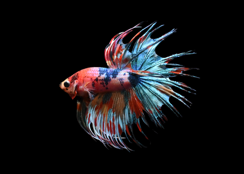 Candy Crowntail Male Betta | 5194