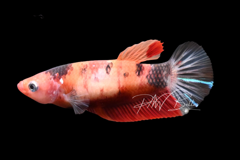 Koi HMPK Female Betta | F2901