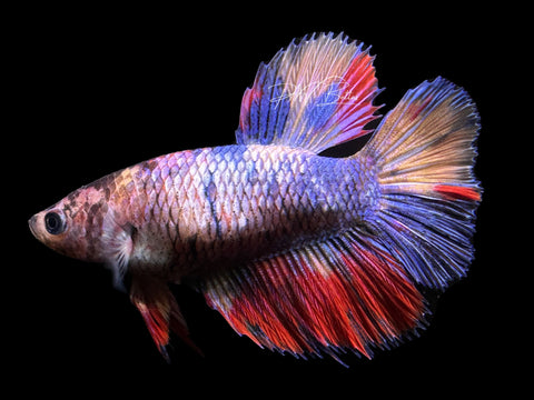 Marble HM Female Betta | F1689