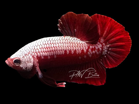 Samurai HMPK Male Betta | M4008