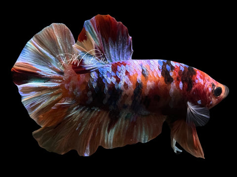 Marble Galaxy HMPK Male Betta | M2556