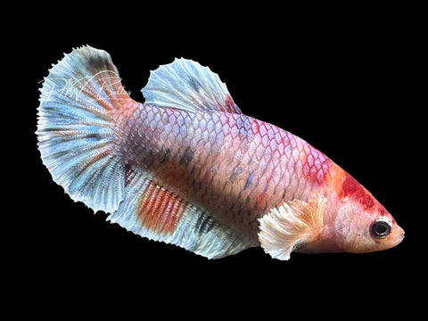 Dumbo Candy Halfmoon Betta | Live Sale F1