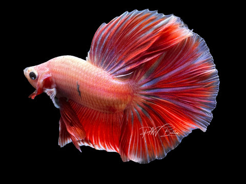 Lavender HM Male Betta | M2407