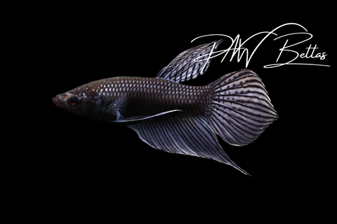 Copper Mahachai Male | Franks Bettas Wild Type | FW121