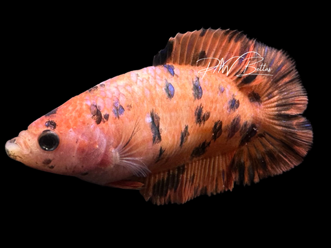 Tiger DTPK Female Betta | F4003