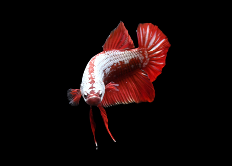Red Samurai HMPK Male Betta | 5256