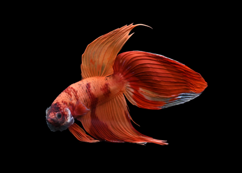 Nemo Veiltail Male Betta | 5178