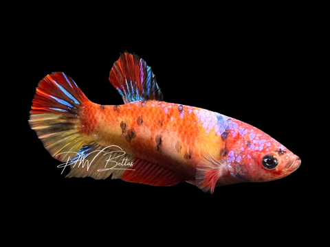 Marble HMPK Female Betta | F1718