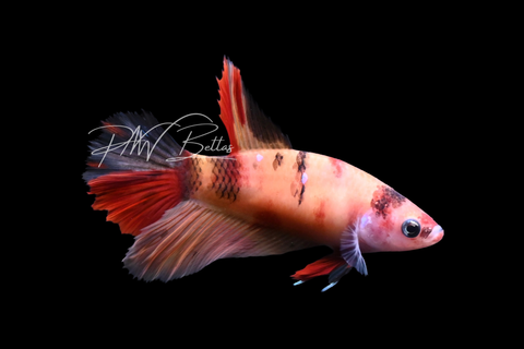 Nemo Halfmoon Female Betta | F2902