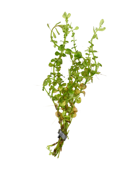 Rotala Green | Rotala rotundifolia 'green'