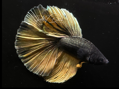 Yellow Copper Halfmoon Male Betta | M3066