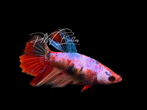 Candy Halfmoon Female Betta | F2301