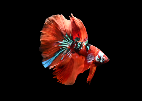 Koi Halfmoon Male Betta | 5195