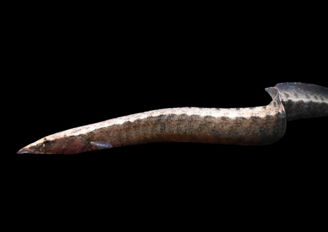 Spiney Eel